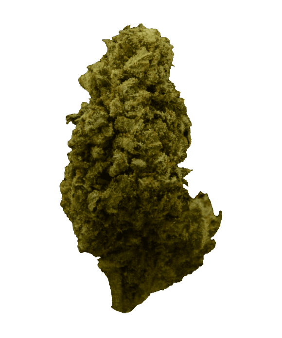 Jack-Herer